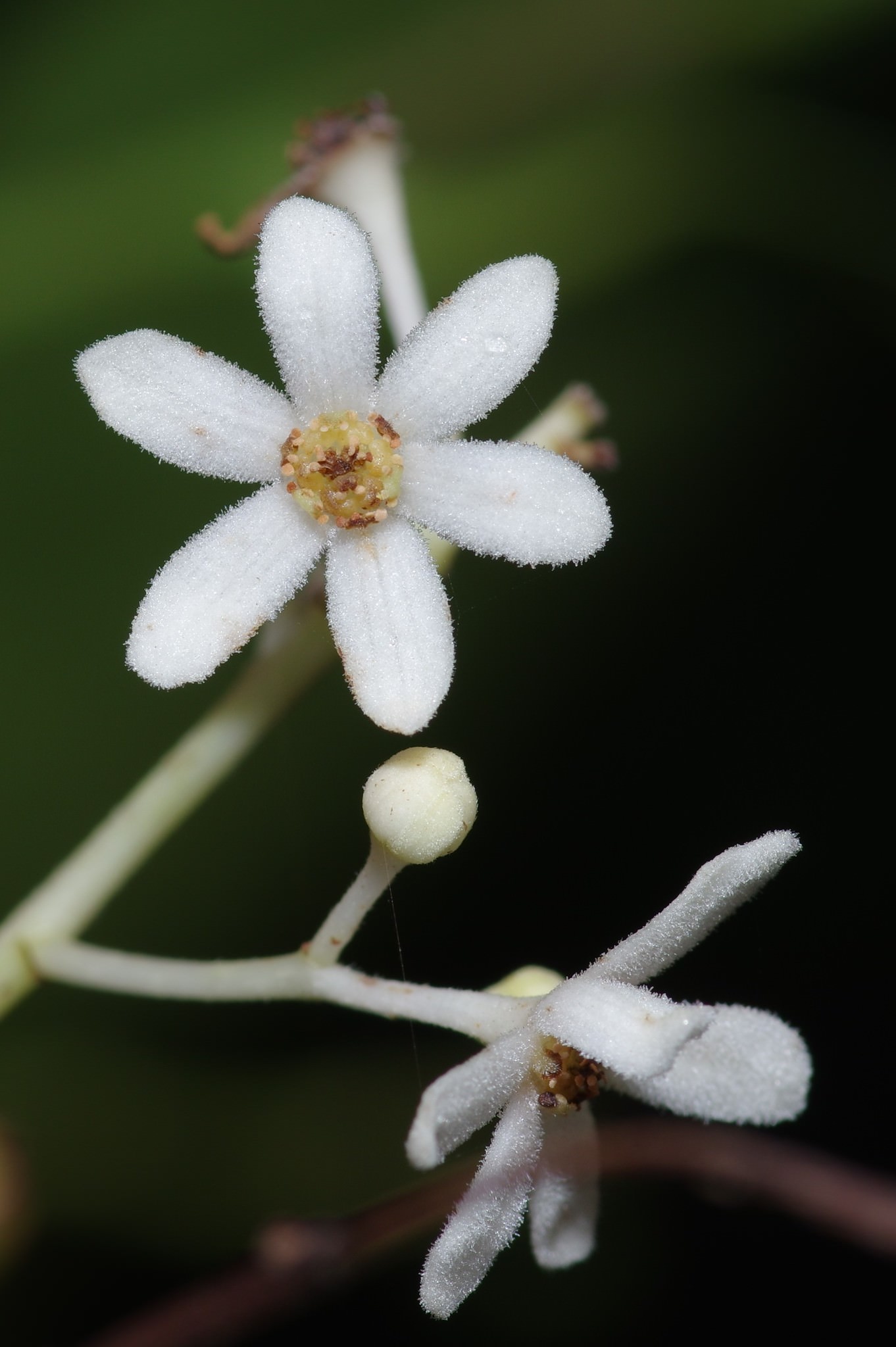 Nectandra coriacea
